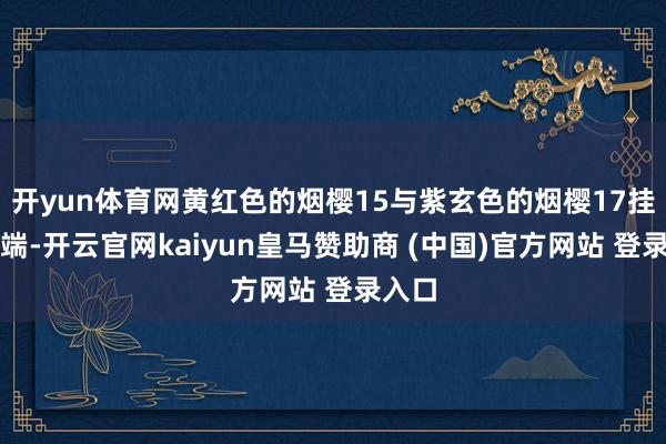 开yun体育网黄红色的烟樱15与紫玄色的烟樱17挂满枝端-开云官网kaiyun皇马赞助商 (中国)官方网站 登录入口
